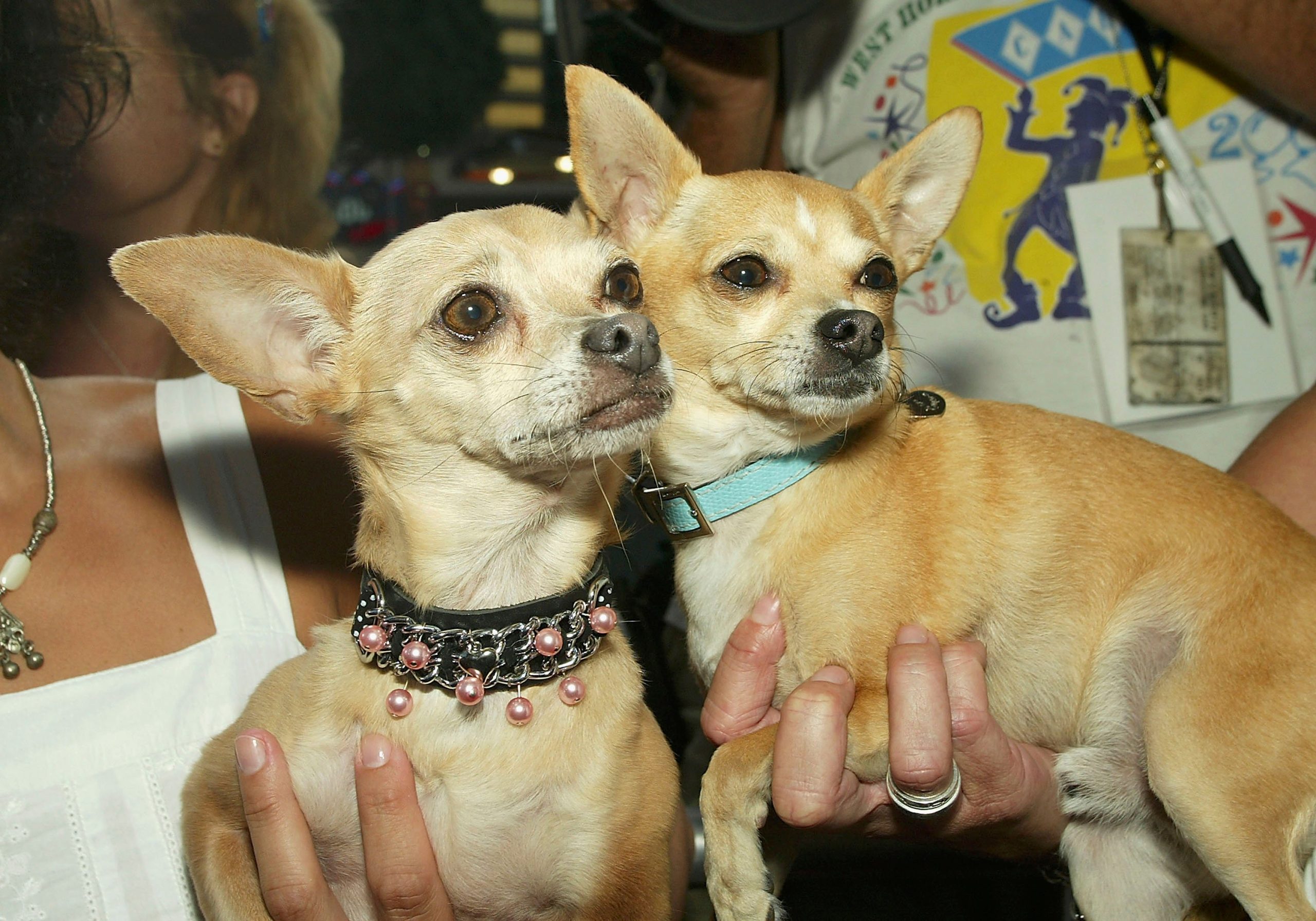 Celebrity Net Worth logo